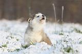 ALASKAN MALAMUTE 312
